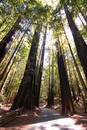 California_Redwoods_1