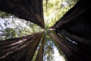 California_Redwoods_2