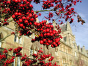 Oxford_berries
